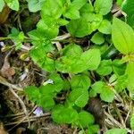 Lindernia dubia 形態