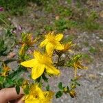 Hypericum maculatumFlower