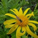 Euryops chrysanthemoidesBlüte