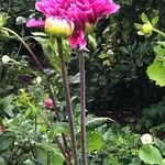 Dahlia pinnataBlüte