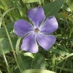 Vinca majorBlodyn