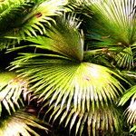 Kerriodoxa elegans Hábito