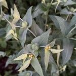 Euphorbia lathyris Ліст