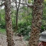 Ceiba aesculifolia Corteza