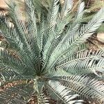 Encephalartos lehmannii ഇല