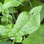 Doronicum austriacum ഇല