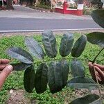 Castanospermum australe Blatt