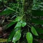 Peperomia tenuifolia List