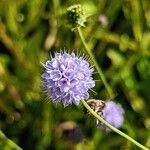 Succisella inflexa Flower