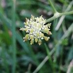 Epikeros pyrenaeus 花