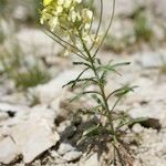 Erysimum ochroleucum Outro