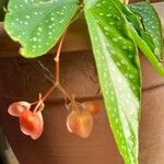 Begonia maculata Kukka