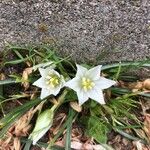 Ornithogalum sigmoideum Flor