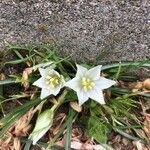 Ornithogalum sigmoideum 花