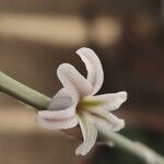 Haworthia cooperi Blüte