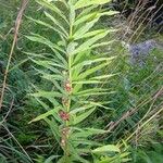 Polygonatum verticillatum 葉