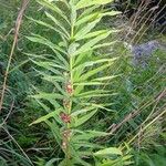 Polygonatum verticillatum List