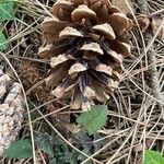 Pinus nigra Fruit