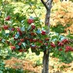 Crataegus persimilis ഇല