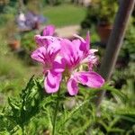 Pelargonium glutinosum