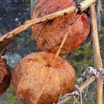 Physalis alkekengi Fruchs