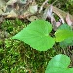 Viola rostrata Leaf