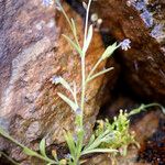 Myosotis balbisiana Hábito