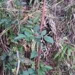 Rubus albiflorus Blatt