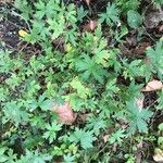 Geranium sibiricum Habitus