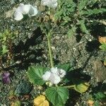 Phacelia calthifolia Habitatea