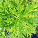 Pelargonium graveolens Leaf