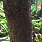 Cassinopsis ilicifolia 樹皮