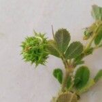 Medicago rigidula Mbuma
