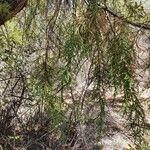 Juniperus procera पत्ता