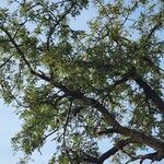 Zanthoxylum chalybeum पत्ता