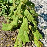 Verbascum phlomoides Yaprak