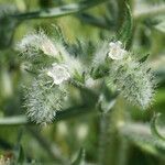 Echium italicum Floare