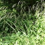 Bromus ramosus Habit