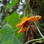 Momordica foetida Fruit