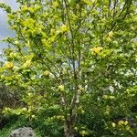 Magnolia acuminataFlower