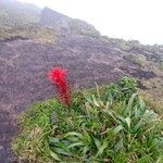 Pitcairnia spicata Blüte