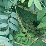 Amorpha fruticosa Ffrwyth