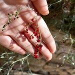 Chenopodium nutans Ffrwyth