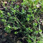 Arenaria serpyllifolia Leaf