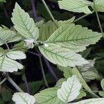 Cardiospermum grandiflorum Fula