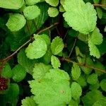 Rubus phoenicolasius Blatt