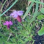 Silene acaulis ফুল