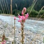 Onobrychis arenaria फूल
