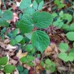 Rubus imbricatus Leaf