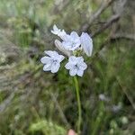 Triteleia grandiflora Blüte
